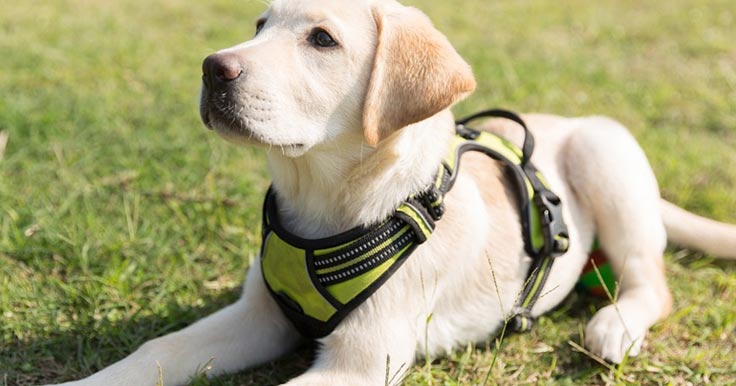 Labrador puppy wearing a harness and lying on the grass